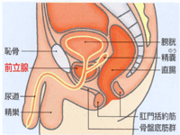 前立腺肥大症